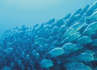 Effect of probiotic in aquaculture