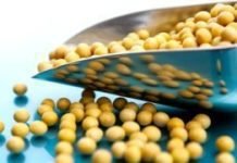 China to increase Soybean planting area