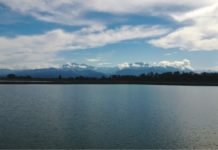 An alternative feed component as universal immunostimulant for shrimp