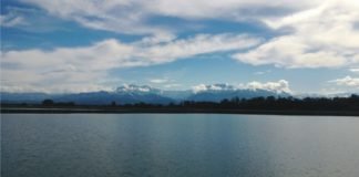 An alternative feed component as universal immunostimulant for shrimp