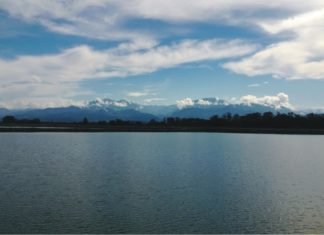 An alternative feed component as universal immunostimulant for shrimp