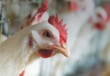 Nutritional Strategies to Minimize Ascites in Broilers