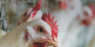 Nutritional Strategies to Minimize Ascites in Broilers