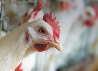 Nutritional Strategies to Minimize Ascites in Broilers
