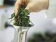 Factors to Consider When Evaluating and Using Alternative Feed Ingredients