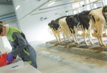 Role of Saccharomyces cerevisiae as yeast in dairy nutrition – A review