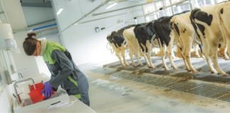 Role of Saccharomyces cerevisiae as yeast in dairy nutrition – A review