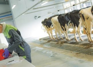 Role of Saccharomyces cerevisiae as yeast in dairy nutrition – A review