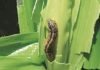 Insufficient rainfall and armyworm invasion impact on Indian Corn