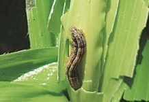 Insufficient rainfall and armyworm invasion impact on Indian Corn