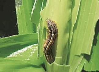 Insufficient rainfall and armyworm invasion impact on Indian Corn