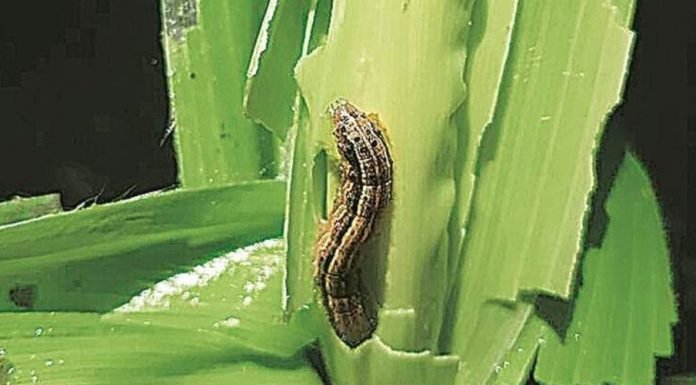 Insufficient rainfall and armyworm invasion impact on Indian Corn