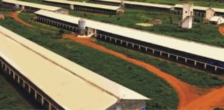 Expansion plans of IB Group