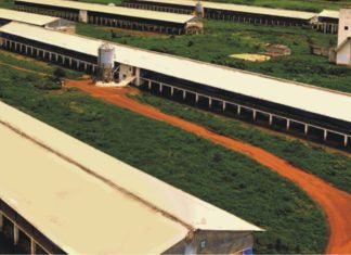 Expansion plans of IB Group