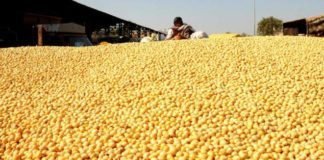 Oilmeal exports remain flat in April-February period