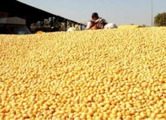 Oilmeal exports remain flat in April-February period
