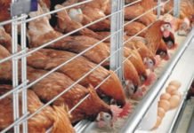 Study on effect of herbal products and ginger powder on heat-stressed Layers