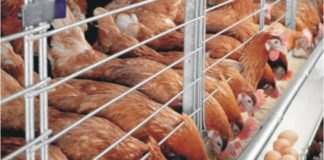 Study on effect of herbal products and ginger powder on heat-stressed Layers