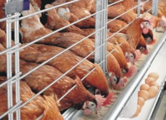 Study on effect of herbal products and ginger powder on heat-stressed Layers