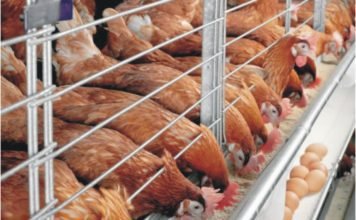 Study on effect of herbal products and ginger powder on heat-stressed Layers