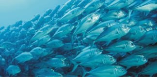 Organic acids in aquafeeds – A sustainable alternative to antibiotics