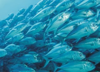 Organic acids in aquafeeds – A sustainable alternative to antibiotics