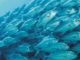Organic acids in aquafeeds – A sustainable alternative to antibiotics