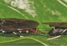 High performance bugs breeding for animal feed