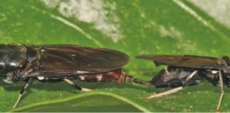 High performance bugs breeding for animal feed