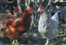 Ellagitannins with SCFA for improved performance of poultry