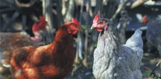 Ellagitannins with SCFA for improved performance of poultry