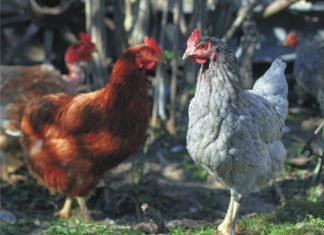 Ellagitannins with SCFA for improved performance of poultry