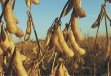 China February soybean imports fall to four-year low