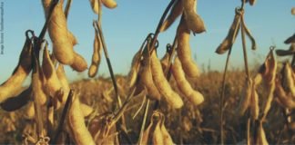 China February soybean imports fall to four-year low