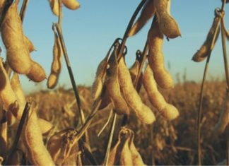 China February soybean imports fall to four-year low