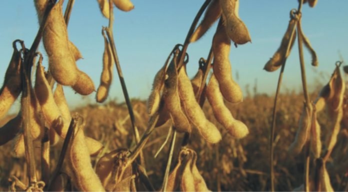 China February soybean imports fall to four-year low