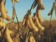 China February soybean imports fall to four-year low