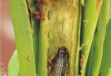 Project by South Asia Biotechnology Centre against Fall Armyworm