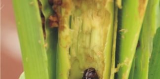 Project by South Asia Biotechnology Centre against Fall Armyworm