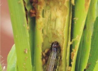 Project by South Asia Biotechnology Centre against Fall Armyworm