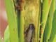 Project by South Asia Biotechnology Centre against Fall Armyworm