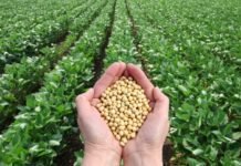 Restructuring Global Soybean Markets