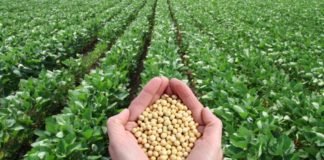 Restructuring Global Soybean Markets