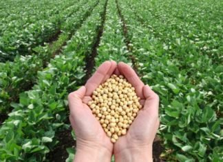 Restructuring Global Soybean Markets