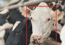 AI Revolution in Agriculture Sector