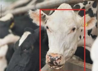 AI Revolution in Agriculture Sector