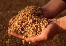 Soymeal exports to Iran zoom to over 5 lakh tonnes