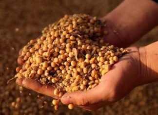 Soymeal exports to Iran zoom to over 5 lakh tonnes