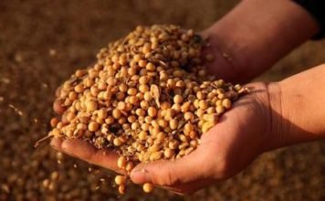 Soymeal exports to Iran zoom to over 5 lakh tonnes