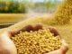 Soyabean Processors Association of India to lobby govt. to stop GM de-oiled cake import